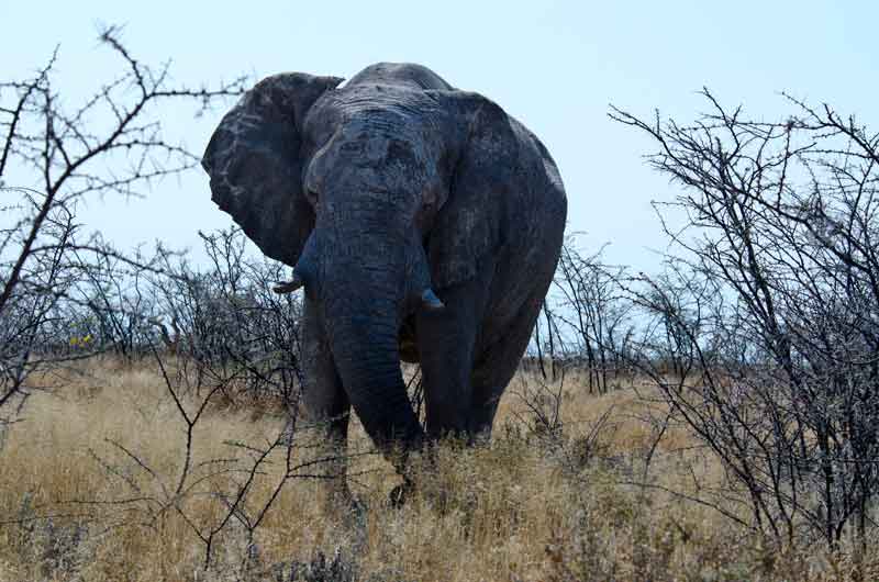 Elefante - parque nacional de Bwatwata - Namibia 4.jpg